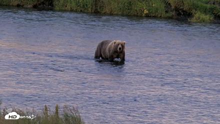 Kodiak Alaska Brown Bears Live Webcam - Aug 21, 2026, 7:56am AKDT