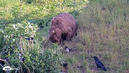 Kodiak Alaska Brown Bears Live Webcam - Jul 25, 2026, 7:26pm AKDT
