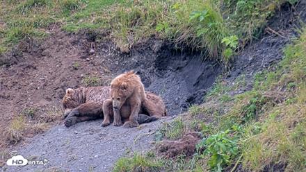 Kodiak Alaska Brown Bears Live Webcam - Aug 1, 2026, 7:25pm AKDT