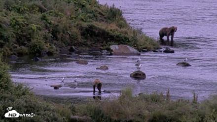 Kodiak Alaska Brown Bears Live Webcam - Aug 20, 2026, 7:37am AKDT