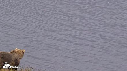 Kodiak Alaska Brown Bears Live Webcam - Aug 5, 2026, 8:42am AKDT