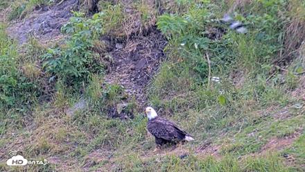 Kodiak Alaska Brown Bears Live Webcam - Aug 2, 2026, 2:45pm AKDT