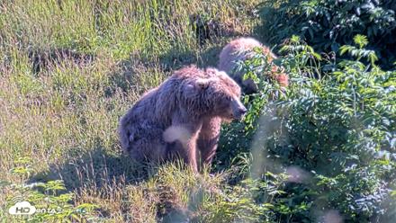 Kodiak Alaska Brown Bears Live Webcam - Jul 30, 2026, 6:04pm AKDT