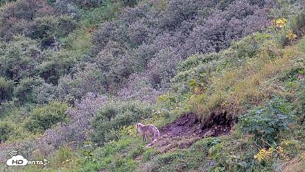 Kodiak Alaska Brown Bears Live Webcam - Aug 19, 2026, 4:18pm AKDT