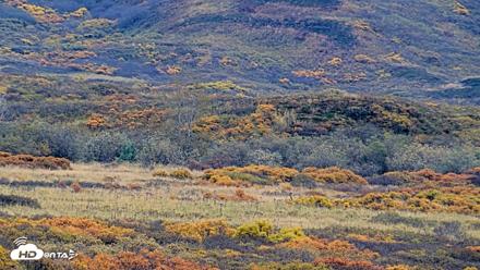 Kodiak Alaska Brown Bears Live Webcam - Oct 6, 2026, 2:23pm AKDT