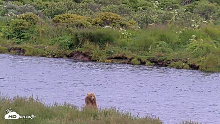 Kodiak Alaska Brown Bears Live Webcam - Aug 5, 2026, 2:39pm AKDT