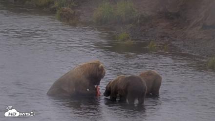 Kodiak Alaska Brown Bears Live Webcam - Aug 13, 2026, 4:56pm AKDT