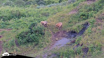 Kodiak Alaska Brown Bears Live Webcam - Jul 28, 2026, 9:25pm AKDT