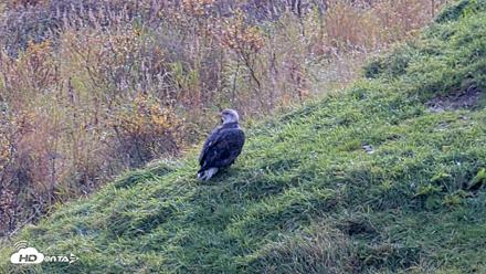 Kodiak Alaska Brown Bears Live Webcam - Oct 8, 2026, 1:31pm AKDT