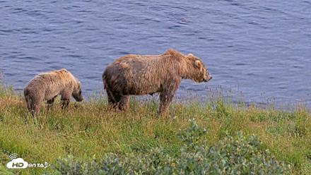 Kodiak Alaska Brown Bears Live Webcam - Aug 7, 2026, 5:53pm AKDT