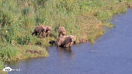 Kodiak Alaska Brown Bears Live Webcam - Jul 28, 2026, 6:56pm AKDT