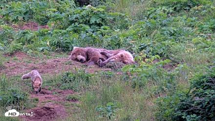 Kodiak Alaska Brown Bears Live Webcam - Aug 2, 2026, 9:37pm AKDT