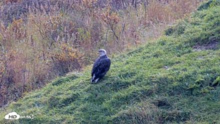Kodiak Alaska Brown Bears Live Webcam - Oct 8, 2026, 1:31pm AKDT