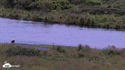 Kodiak Alaska Brown Bears Live Webcam - Aug 15, 2026, 6:56am AKDT