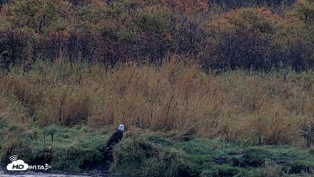 Kodiak Alaska Brown Bears Live Webcam - Oct 5, 2026, 9:37am AKDT