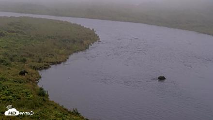Kodiak Alaska Brown Bears Live Webcam - Aug 10, 2026, 10:01am AKDT