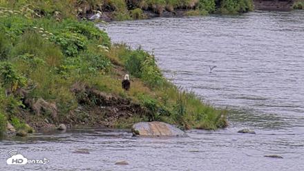 Kodiak Alaska Brown Bears Live Webcam - Aug 4, 2026, 8:42pm AKDT