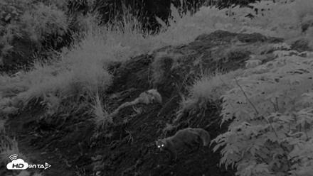 Kodiak Alaska Brown Bears Live Webcam - Aug 11, 2026, 6:13am AKDT