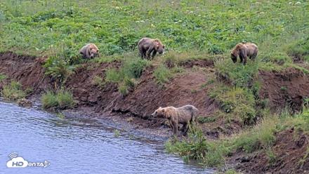 Kodiak Alaska Brown Bears Live Webcam - Aug 7, 2026, 5:09pm AKDT