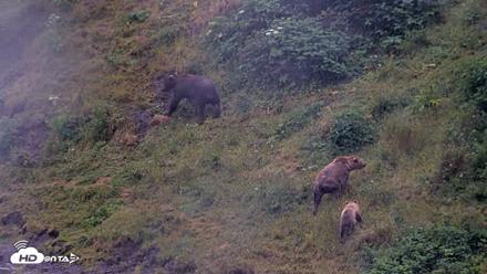 Kodiak Alaska Brown Bears Live Webcam - Aug 4, 2026, 7:01am AKDT