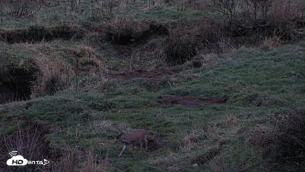 Kodiak Alaska Brown Bears Live Webcam - Oct 6, 2026, 7:58pm AKDT