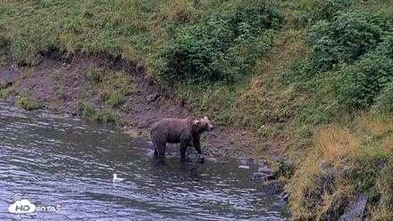 Kodiak Alaska Brown Bears Live Webcam - Aug 17, 2026, 7:42pm AKDT