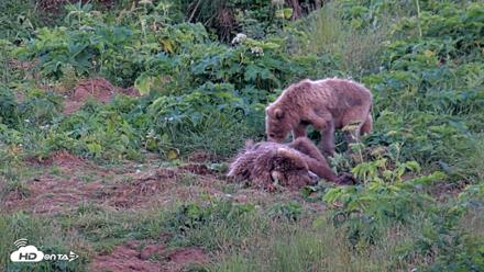 Kodiak Alaska Brown Bears Live Webcam - Aug 1, 2026, 10:11pm AKDT