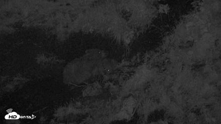 Kodiak Alaska Brown Bears Live Webcam - Aug 3, 2026, 11:24pm AKDT