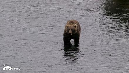 Kodiak Alaska Brown Bears Live Webcam - Aug 18, 2026, 4:50pm AKDT