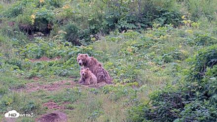 Kodiak Alaska Brown Bears Live Webcam - Aug 6, 2026, 6:09pm AKDT
