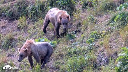 Kodiak Alaska Brown Bears Live Webcam - Aug 1, 2026, 12:55pm AKDT