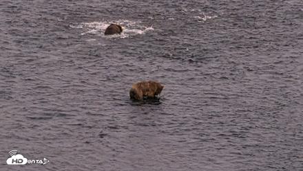 Kodiak Alaska Brown Bears Live Webcam - Aug 11, 2026, 10:28pm AKDT