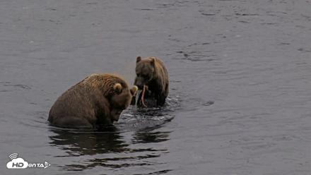 Kodiak Alaska Brown Bears Live Webcam - Aug 17, 2026, 8:46pm AKDT