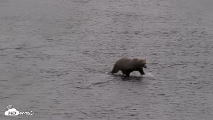 Kodiak Alaska Brown Bears Live Webcam - Aug 14, 2026, 9:02am AKDT