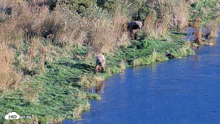 Kodiak Alaska Brown Bears Live Webcam - Oct 2, 2026, 5:55pm AKDT