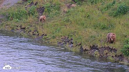 Kodiak Alaska Brown Bears Live Webcam - Jul 28, 2026, 9:59pm AKDT
