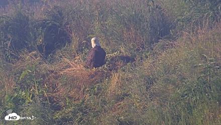Kodiak Alaska Brown Bears Live Webcam - Jul 31, 2026, 8:02am AKDT