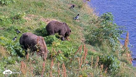 Kodiak Alaska Brown Bears Live Webcam - Aug 23, 2026, 4:46pm AKDT