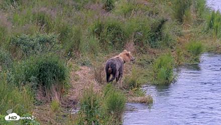Kodiak Alaska Brown Bears Live Webcam - Aug 3, 2026, 7:42am AKDT