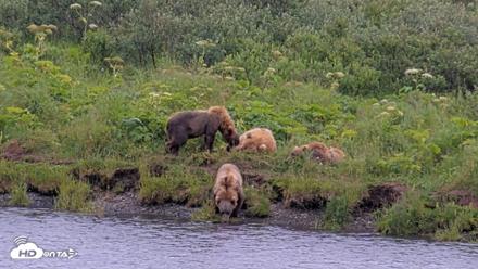 Kodiak Alaska Brown Bears Live Webcam - Aug 7, 2026, 1:20pm AKDT