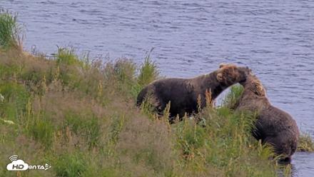 Kodiak Alaska Brown Bears Live Webcam - Aug 9, 2026, 4:30pm AKDT