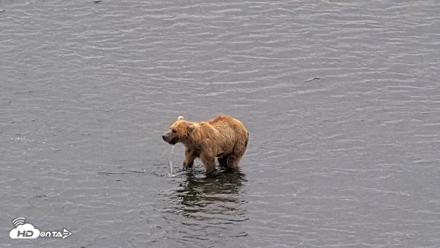 Kodiak Alaska Brown Bears Live Webcam - Aug 10, 2026, 11:50am AKDT