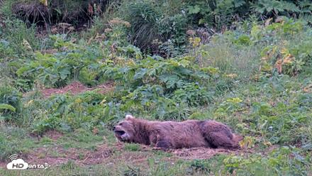 Kodiak Alaska Brown Bears Live Webcam - Aug 11, 2026, 10:28am AKDT