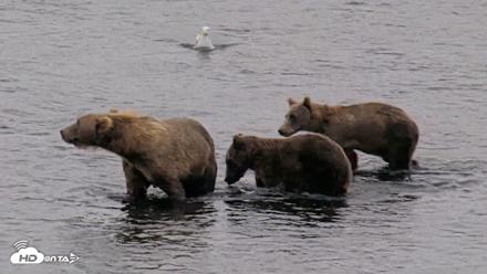 Kodiak Alaska Brown Bears Live Webcam - Aug 18, 2026, 7:30am AKDT