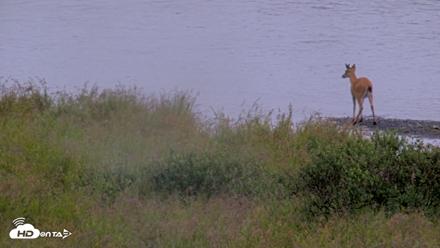 Kodiak Alaska Brown Bears Live Webcam - Aug 19, 2026, 11:05am AKDT