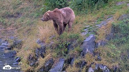 Kodiak Alaska Brown Bears Live Webcam - Aug 12, 2026, 1:24pm AKDT