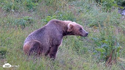 Kodiak Alaska Brown Bears Live Webcam - Jul 23, 2026, 3:27pm AKDT