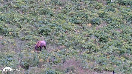 Kodiak Alaska Brown Bears Live Webcam - Aug 7, 2026, 5:24pm AKDT
