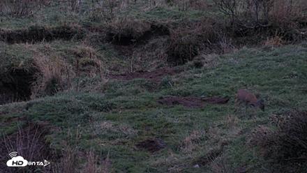 Kodiak Alaska Brown Bears Live Webcam - Oct 6, 2026, 7:58pm AKDT
