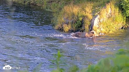 Kodiak Alaska Brown Bears Live Webcam - Jul 28, 2026, 8:49pm AKDT